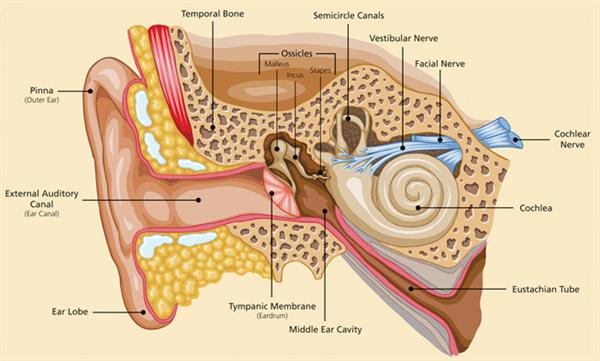 Image of Ear