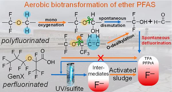 Aerobic biotransformation of ether PFAS