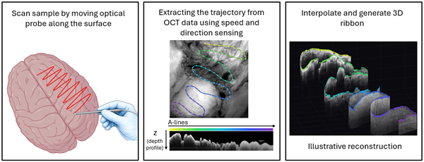 3 figures: Fig 1 scan sample by moving optical probe along surface. Fig 2 Extracting the trajectory from OCT data using speed and direction sensing. Fig 3 Interpolate and generate 3D ribbon, illustrative reconstruction