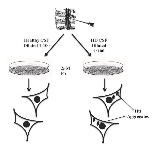 assay