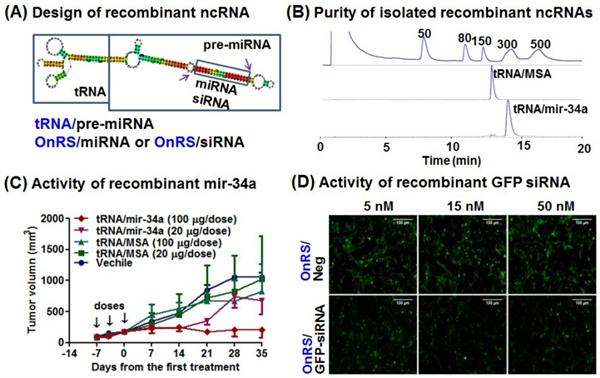 ncRNA