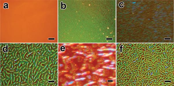Optical microscopy images