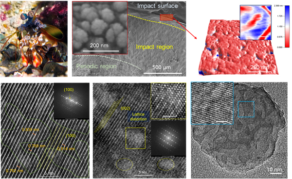 Nanoparticles on the impact surface of the mantis shrimp