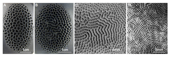 Micrographs of structural diversity of the final product obtained using  invention