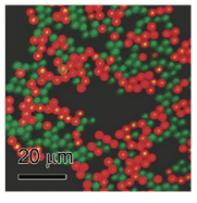 Confocal optical microscopy image 