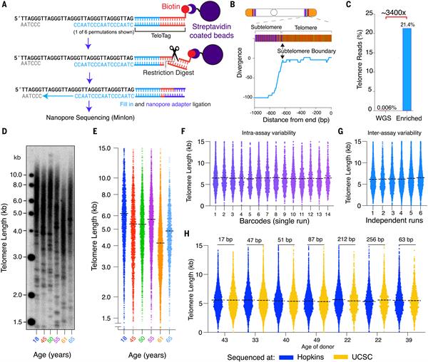 Telomore length with nanopore sequencing